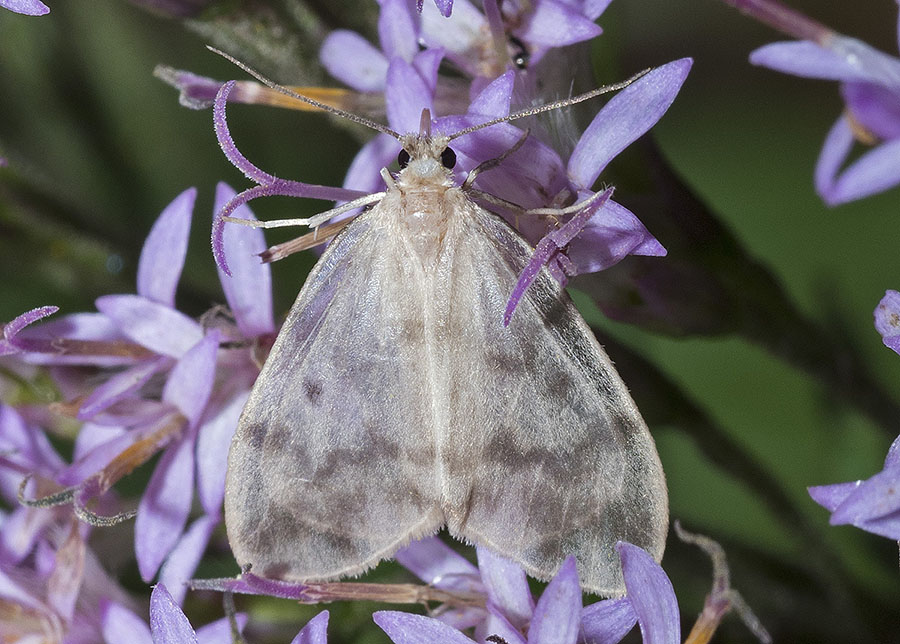 lepidottero da identificare dalla liguria