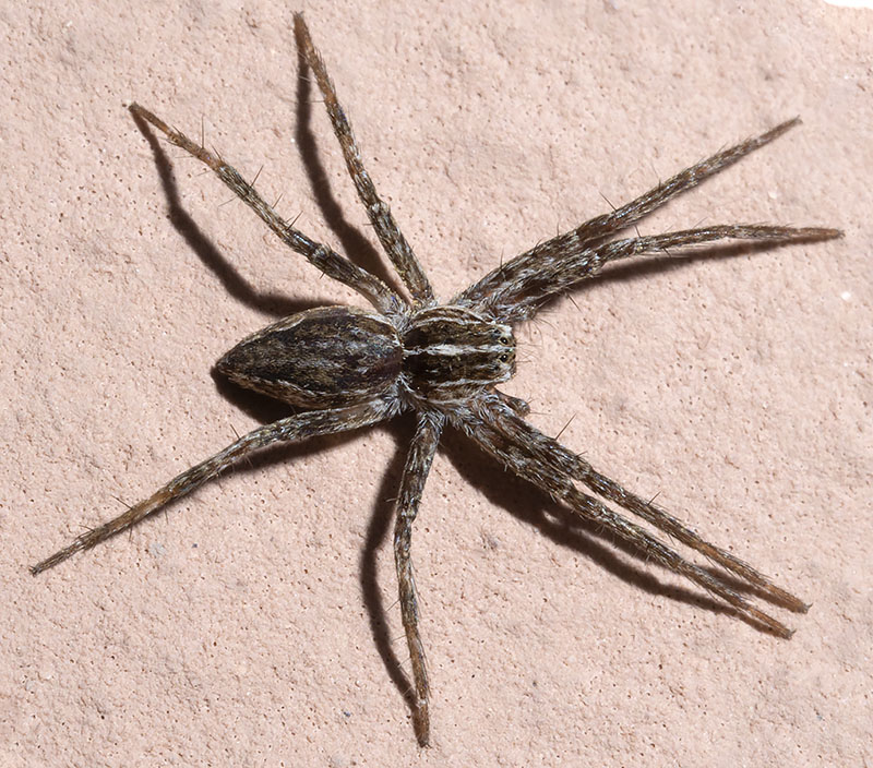Pisaura sp.