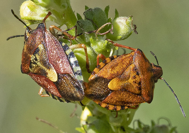 pentatomide da identificare
