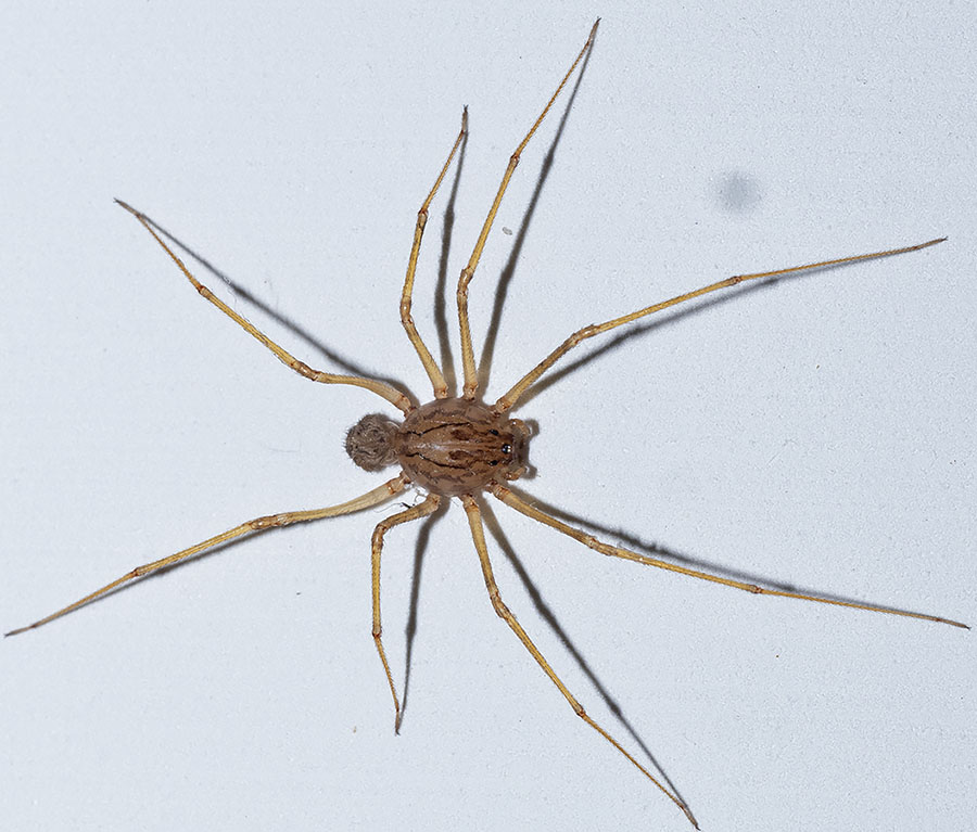 ragno da identificare da roma