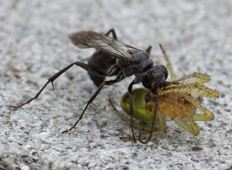 imenotteero da determinare con ragno