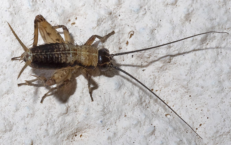 ortottero da identificare