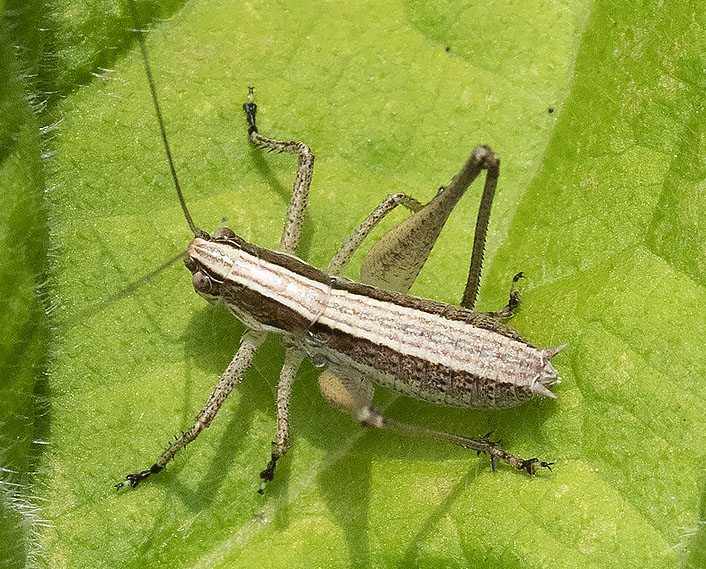 piccolo ortottero dalla liguria