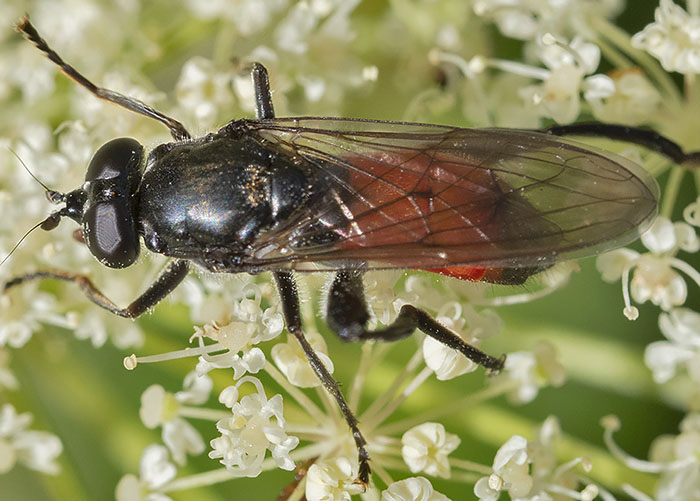 dittero da identificare dalla liguria