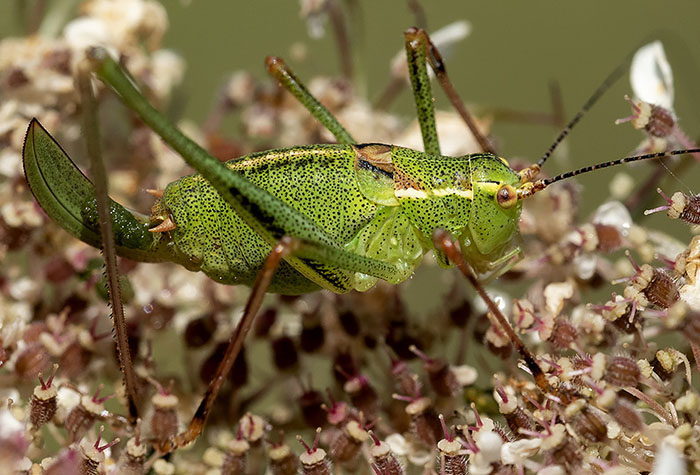 ortottero da identificare dalla liguria