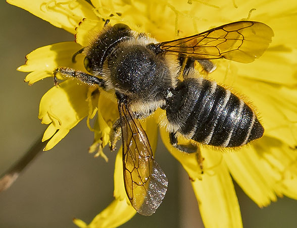 Megachilidae: Megachile sp.