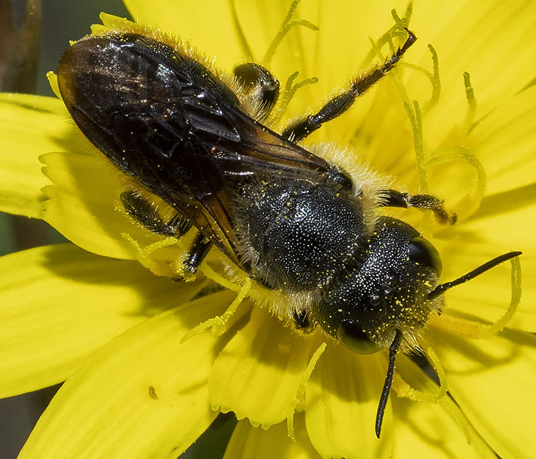 pioccola vespa da identificare