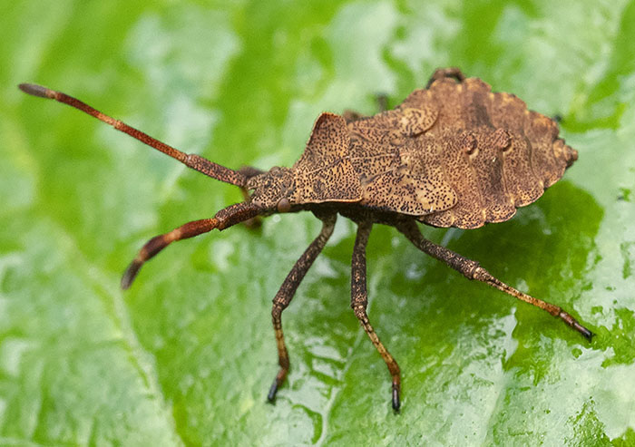 emittero da identificare dalla liguria