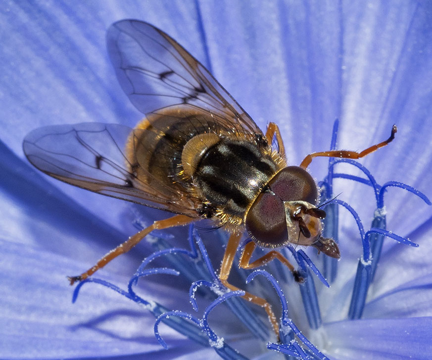 sirfide da identificare