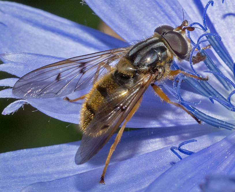 sirfide da identificare
