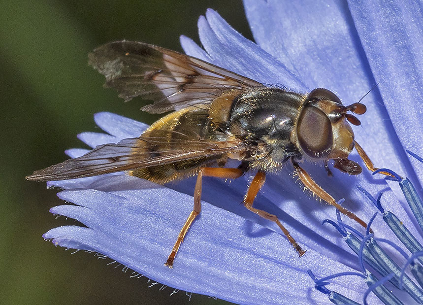 sirfide da identificare