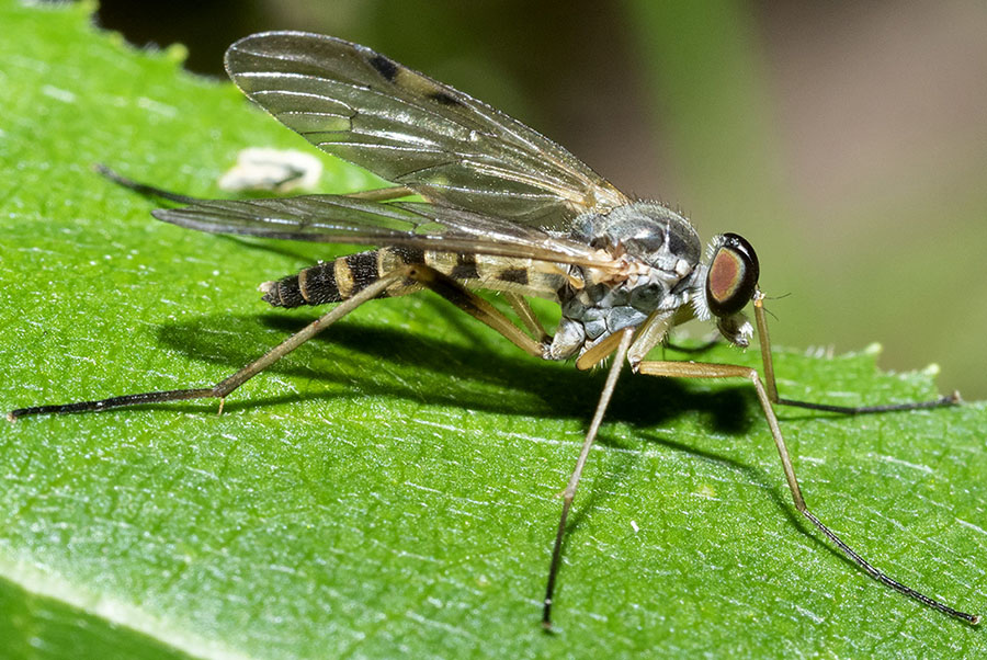 dittero da identificare