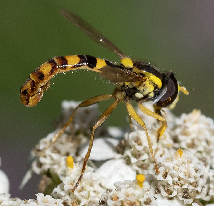 sirfide da identificare