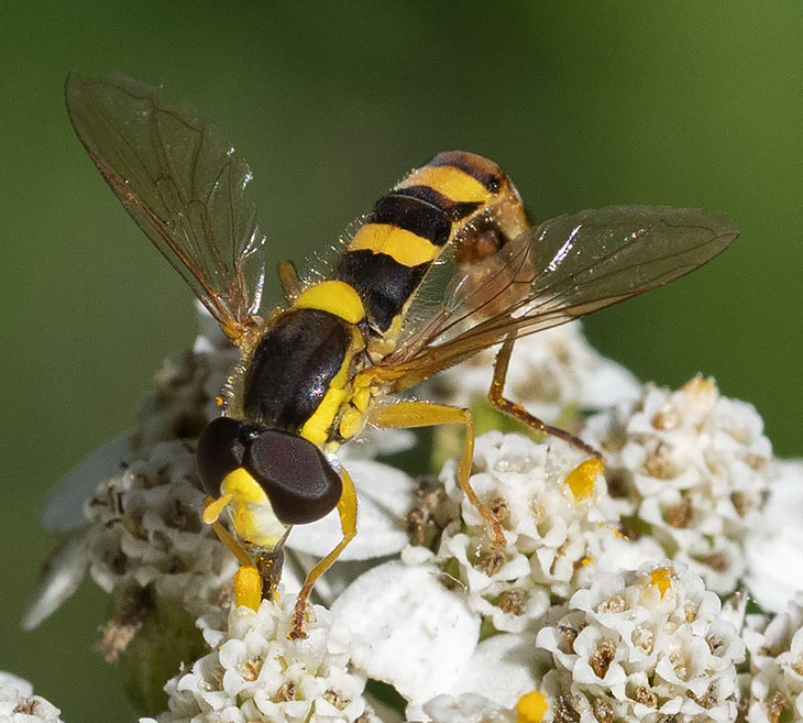 sirfide da identificare