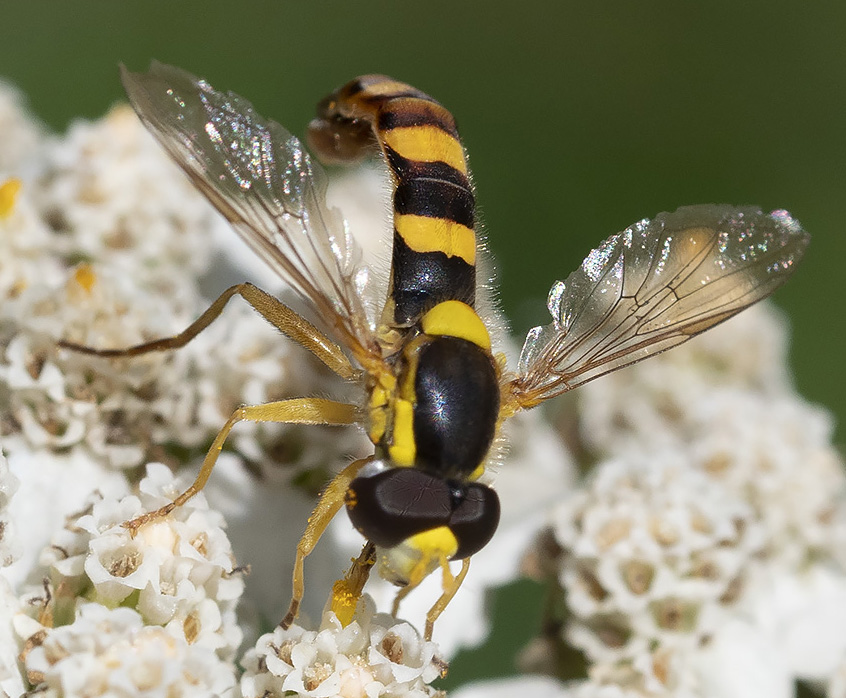 sirfide da identificare