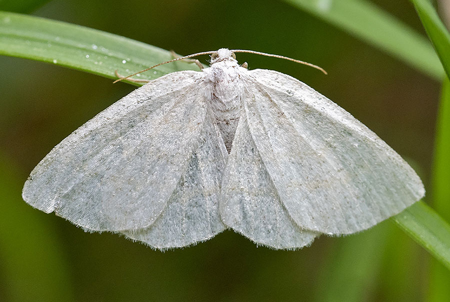 falena bianca da identificare