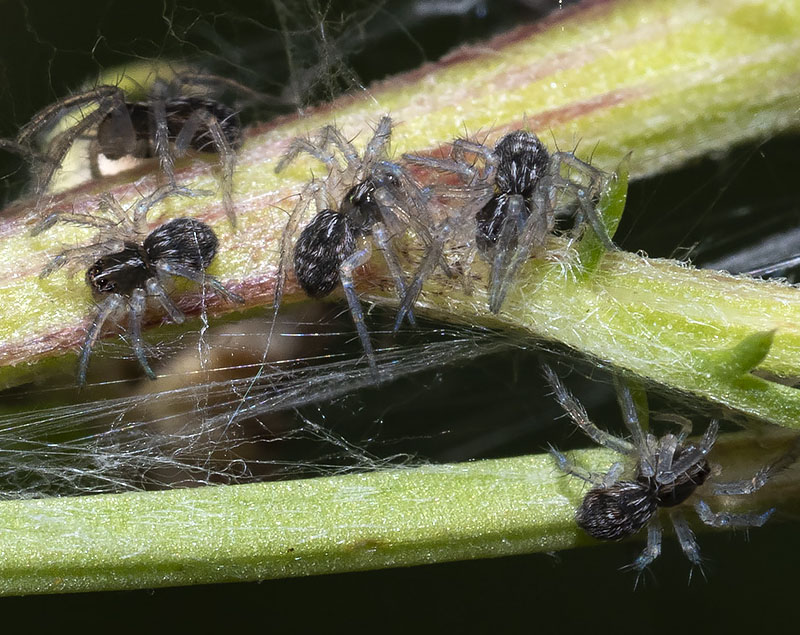 ragni neonati da identificare