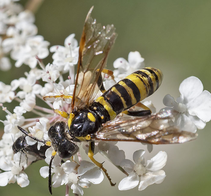 imenottero da identificare dalla liguria