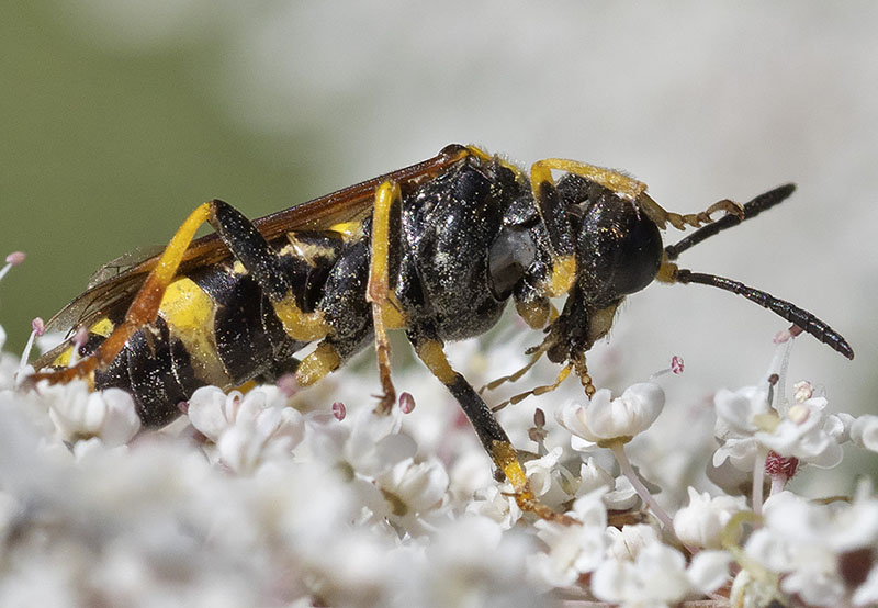 imenottero da identificare dalla liguria
