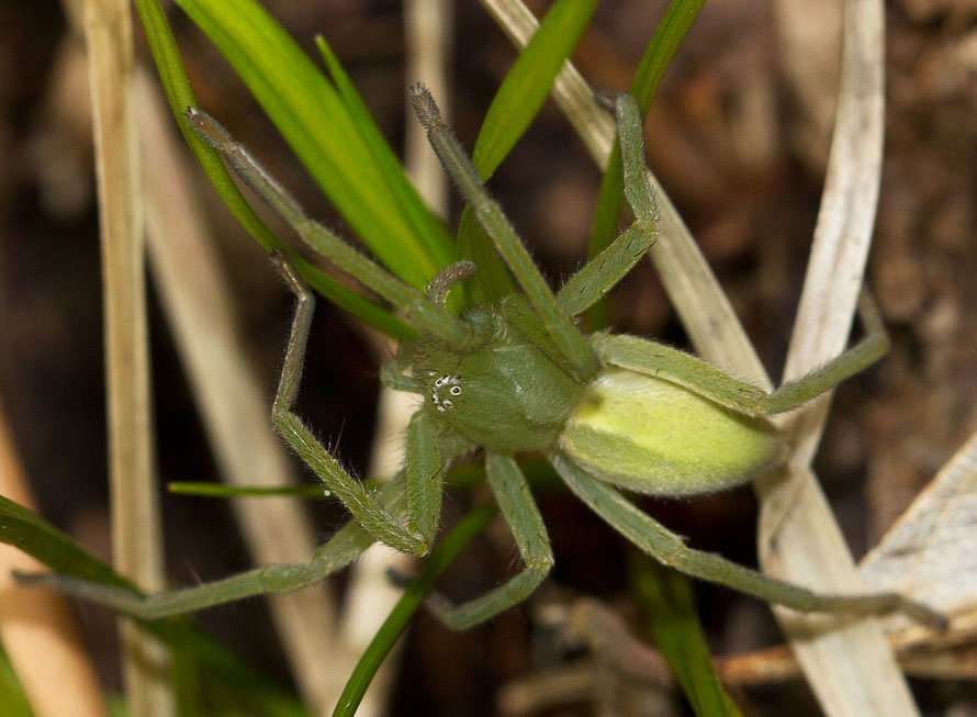 Femmina di Micrommata virescens - Val d''Aveto (PC)