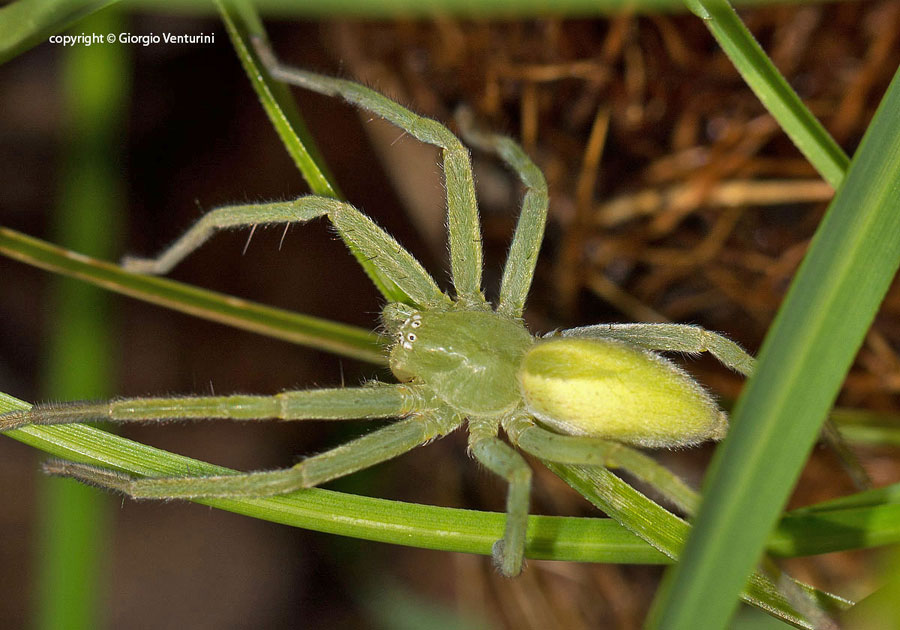 Femmina di Micrommata virescens - Val d''Aveto (PC)