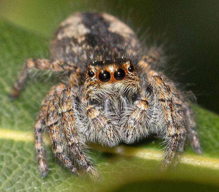 Philaeus chrysops - Roma (RM)