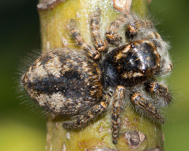 Philaeus chrysops - Roma (RM)