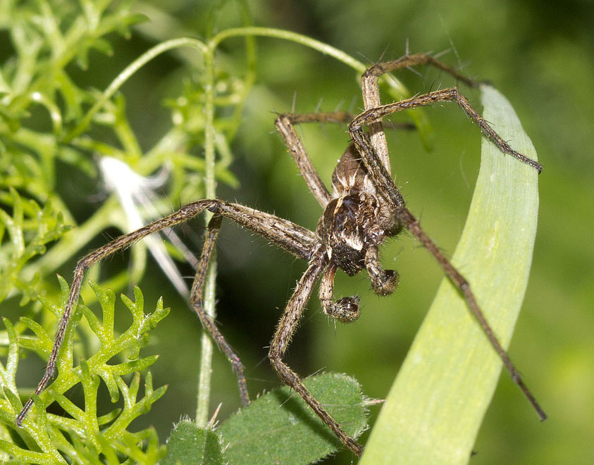 Maschi di Pisaura sp. - Vairano Patenora (CE)