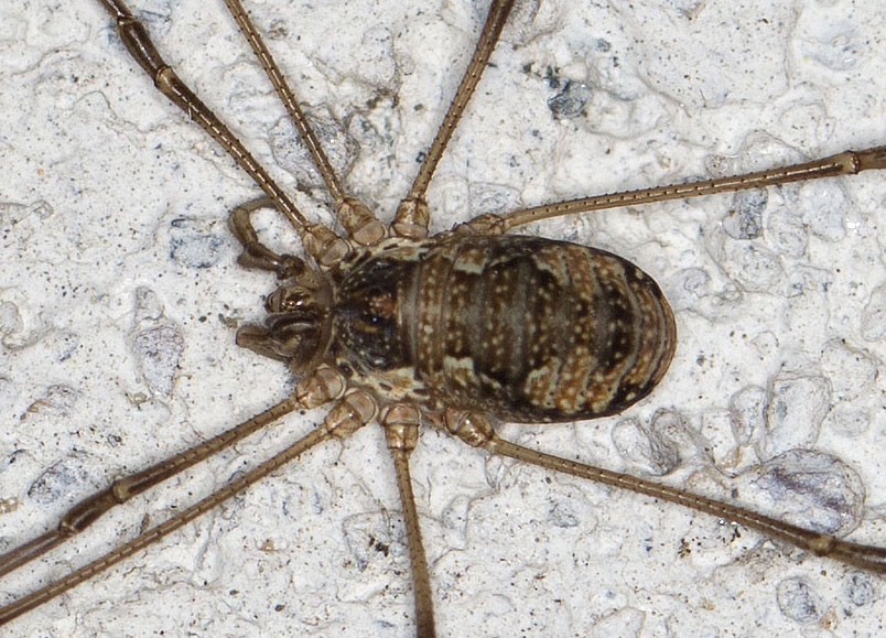 opilionide da identificare