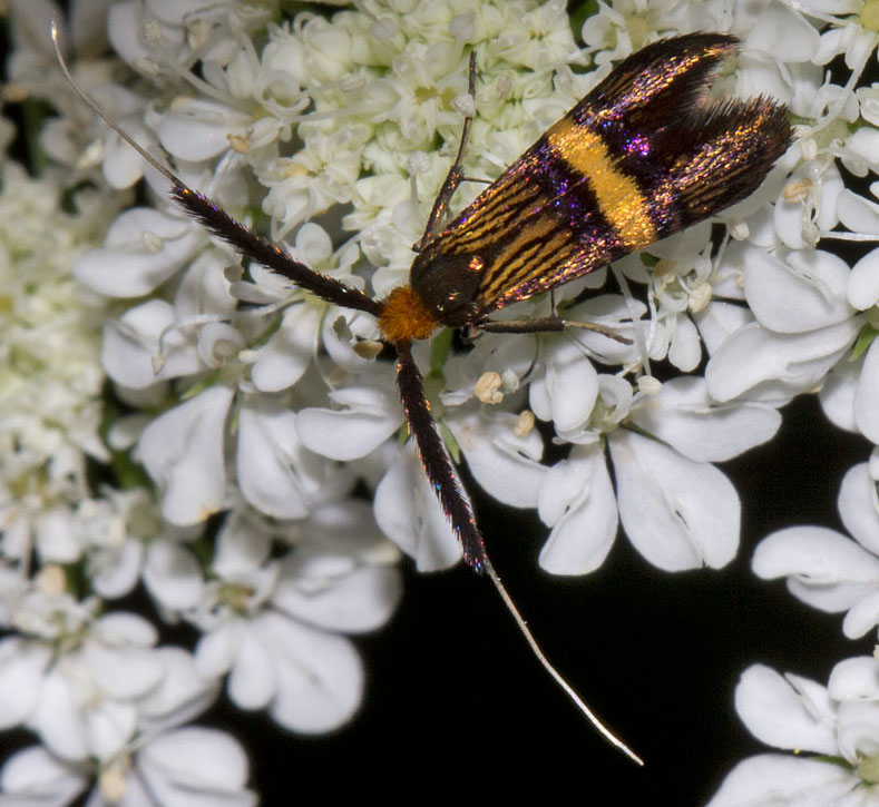 piccolo lepidottero da identificare , Natura Mediterraneo Forum