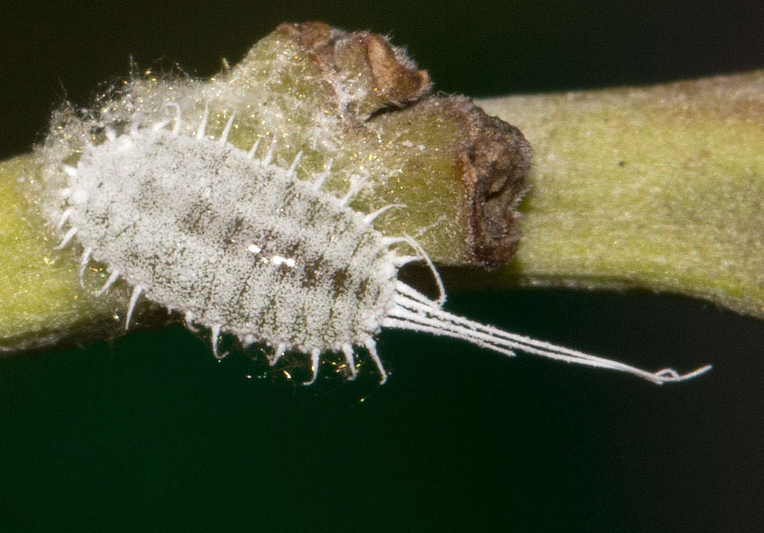 cocciniglia su oleandro