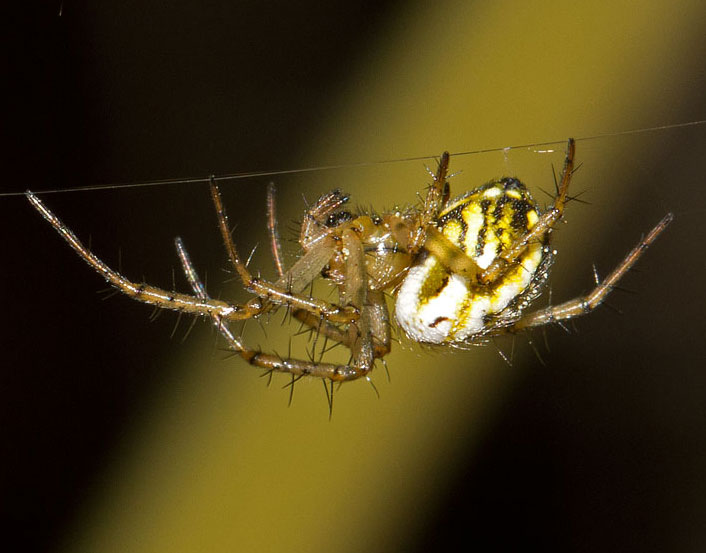Mangora acalypha (Araneidae) - Roma