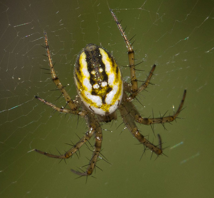 Mangora acalypha (Araneidae) - Roma