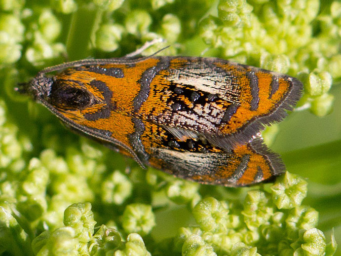 piccolo lepidottero da identifiìcare , Natura Mediterraneo Forum