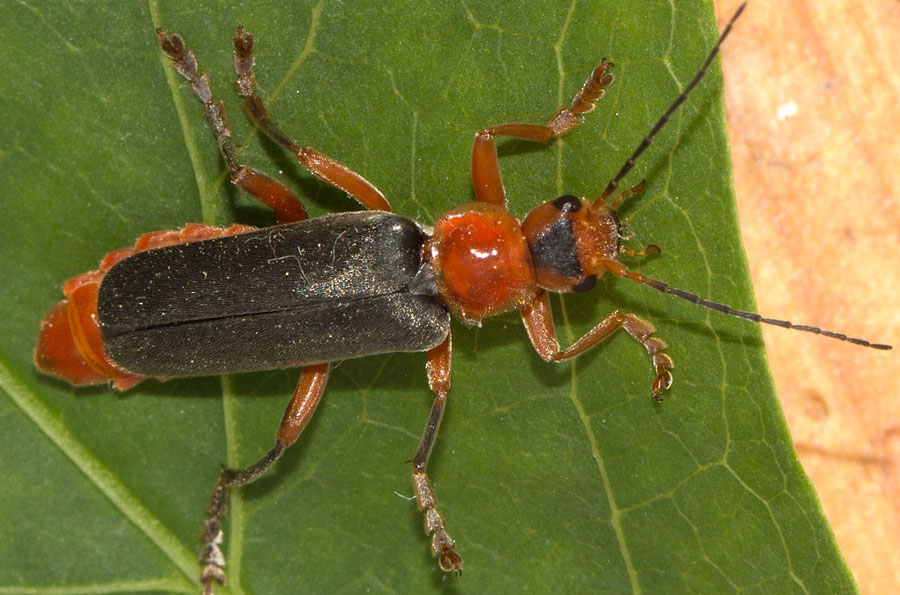 Cantharis livida, Cantharidae
