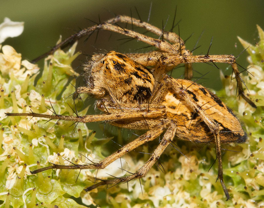 Oxyopes heterophthalmus - Monti della Tolfa (RM)