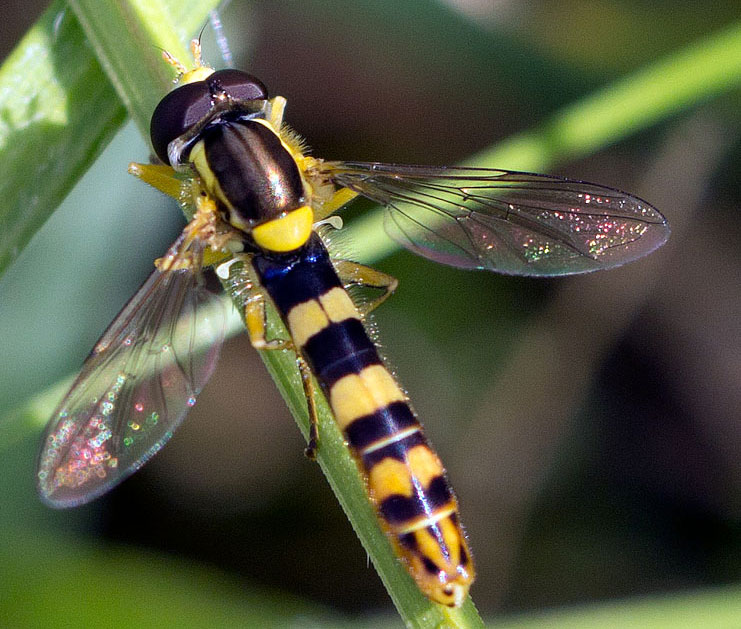 maschio di Sphaerophoria scripta