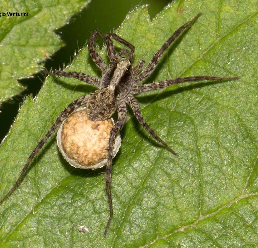 Pardosa sp. con ovisacco - Rezzoaglio (GE)