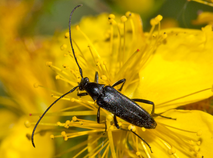 Stenurella nigra, Cerambycidae