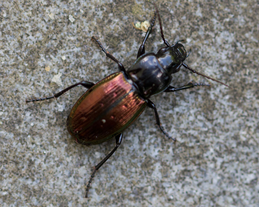 carabide dalla liguria: Pterostichus bicolor bicolor