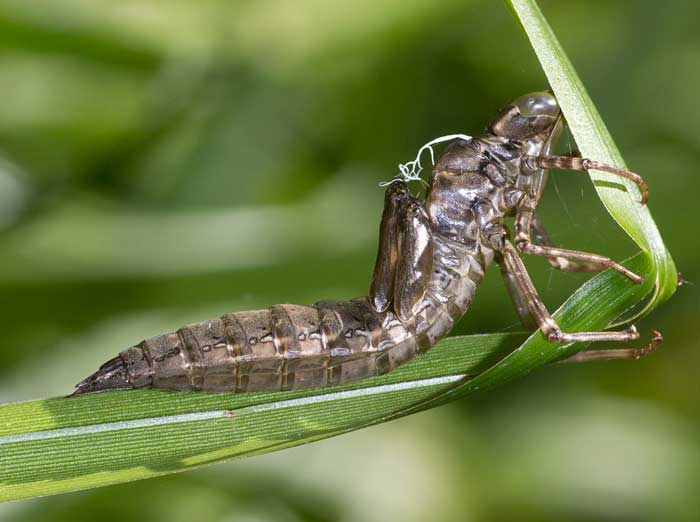 spoglia di libellula dall''appennino ligure: Aeshna cyanea