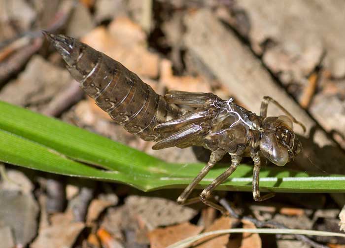 spoglia di libellula dall''appennino ligure: Aeshna cyanea