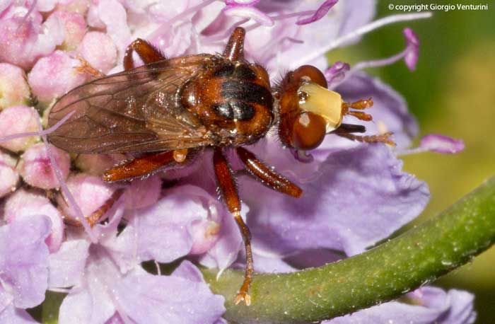 dall''appennino ligure: Sicus cfr ferrugineus