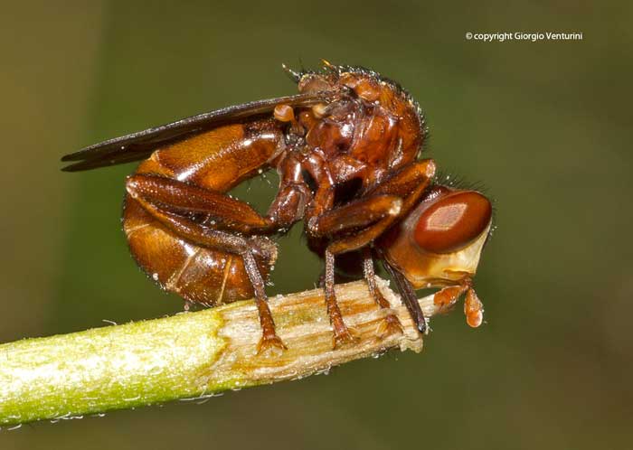 dall''appennino ligure: Sicus cfr ferrugineus