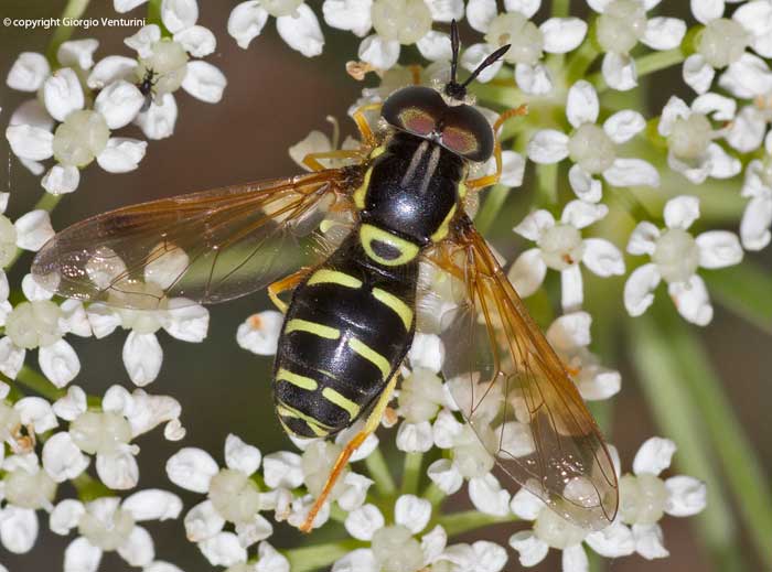 dall''appennino ligure: Chrysotoxum festivum maschio