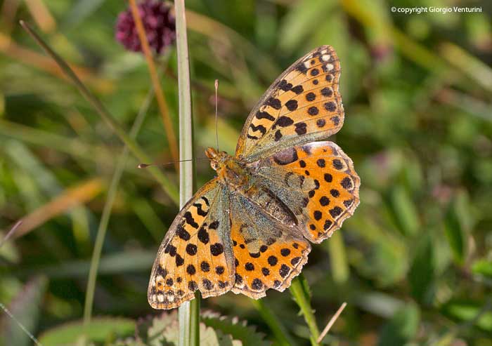 ancora una farfalla dall''appennino ligure