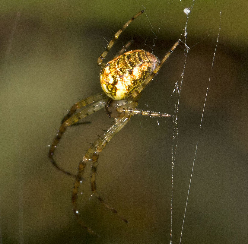 Metellina sp. : maschio subadulto - Val d''Aveto (GE)