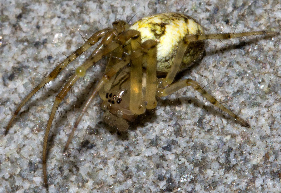 Metellina sp. : maschio subadulto - Val d''Aveto (GE)