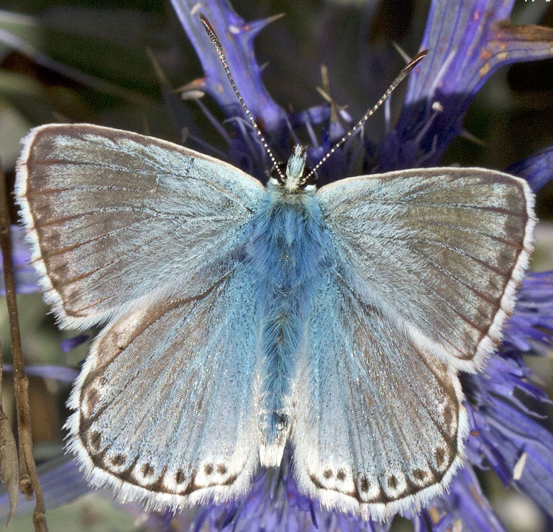 licenide dal parco d''abruzzo:Polyommatus (Lysandra) coridon