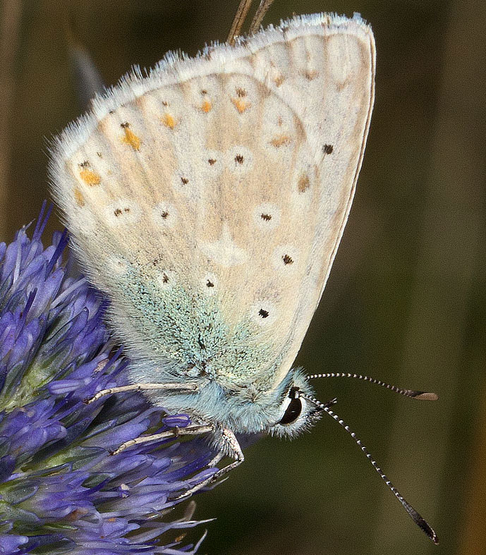 licenide dal parco d''abruzzo:Polyommatus (Lysandra) coridon